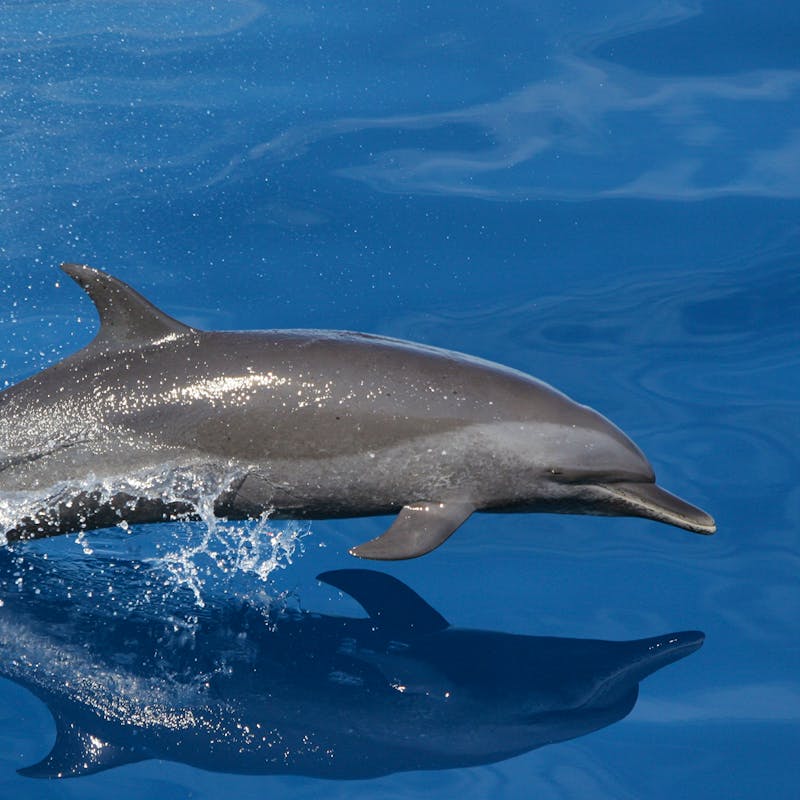 Spotted Dolphin