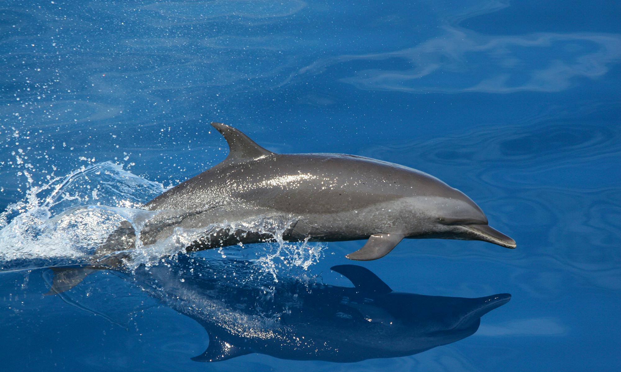 Dolphins | Defenders of Wildlife