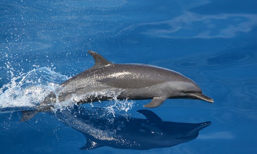 Spotted Dolphin