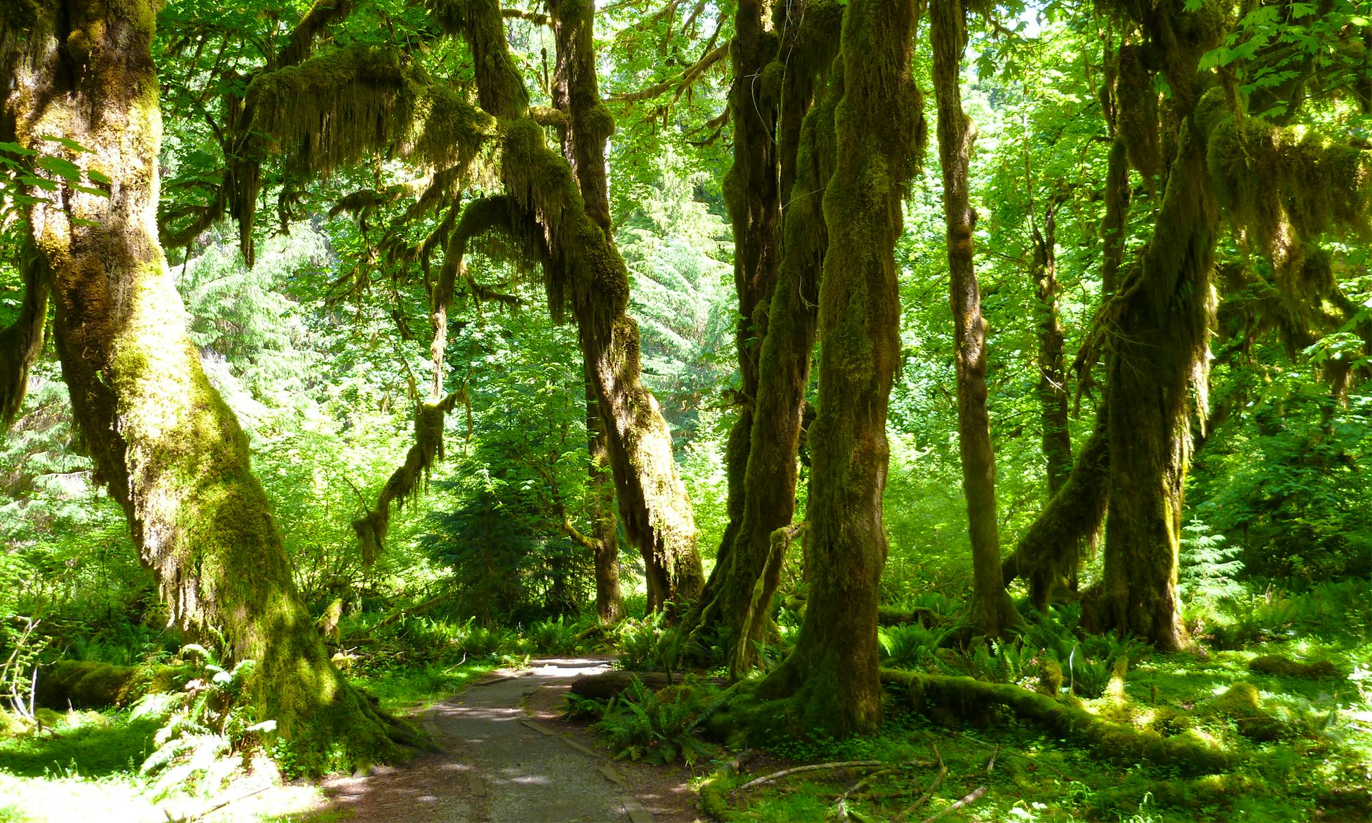 Temperate Rainforest Olympic NP