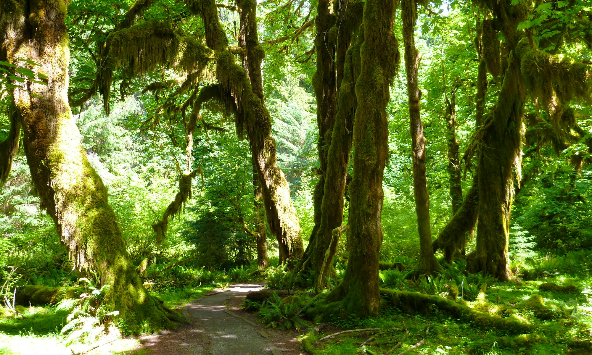 Temperate Rainforest Olympic NP