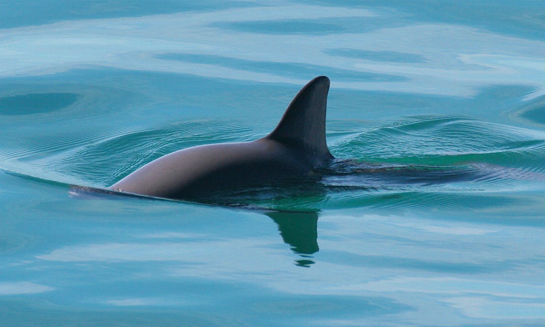 Vaquita Swimming