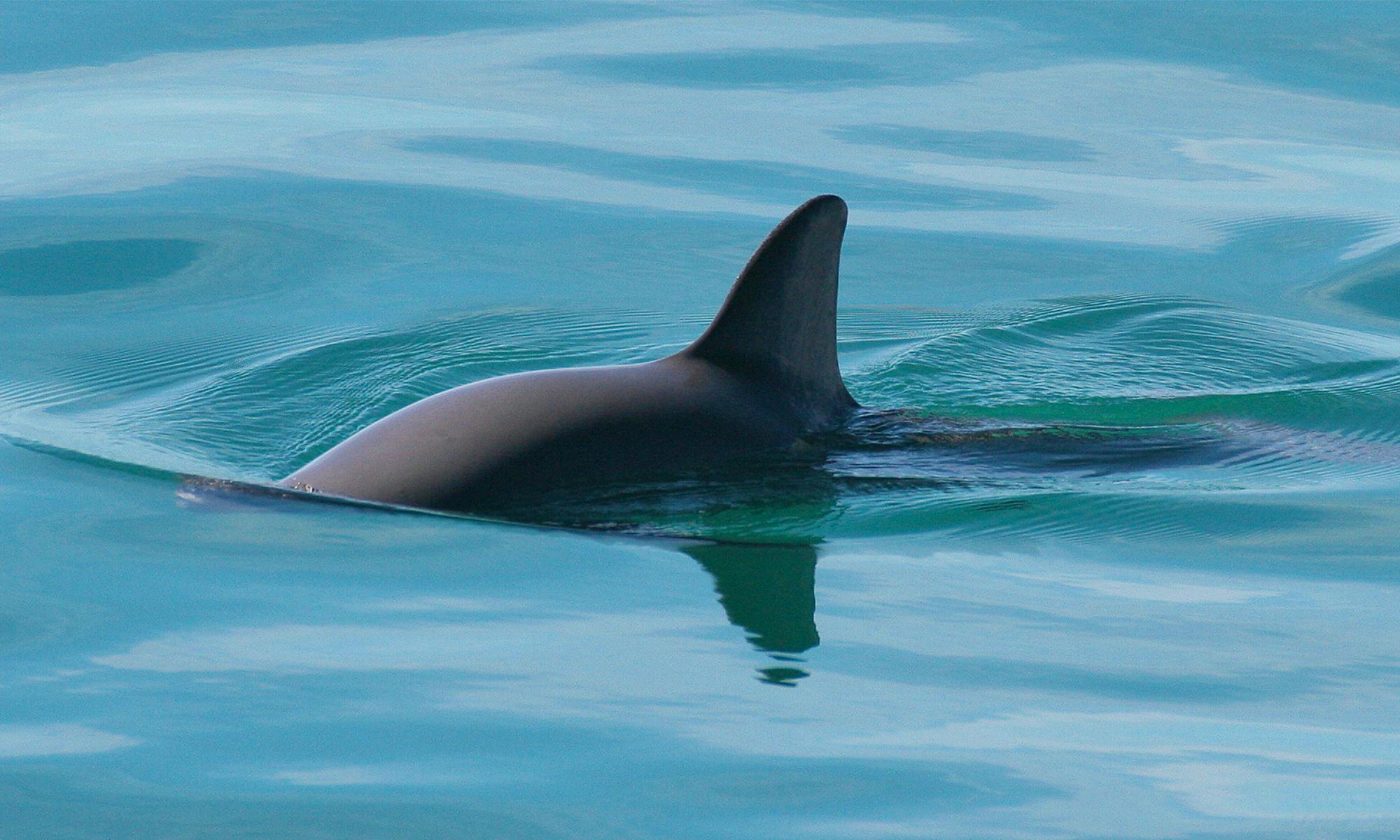 Vaquita Swimming