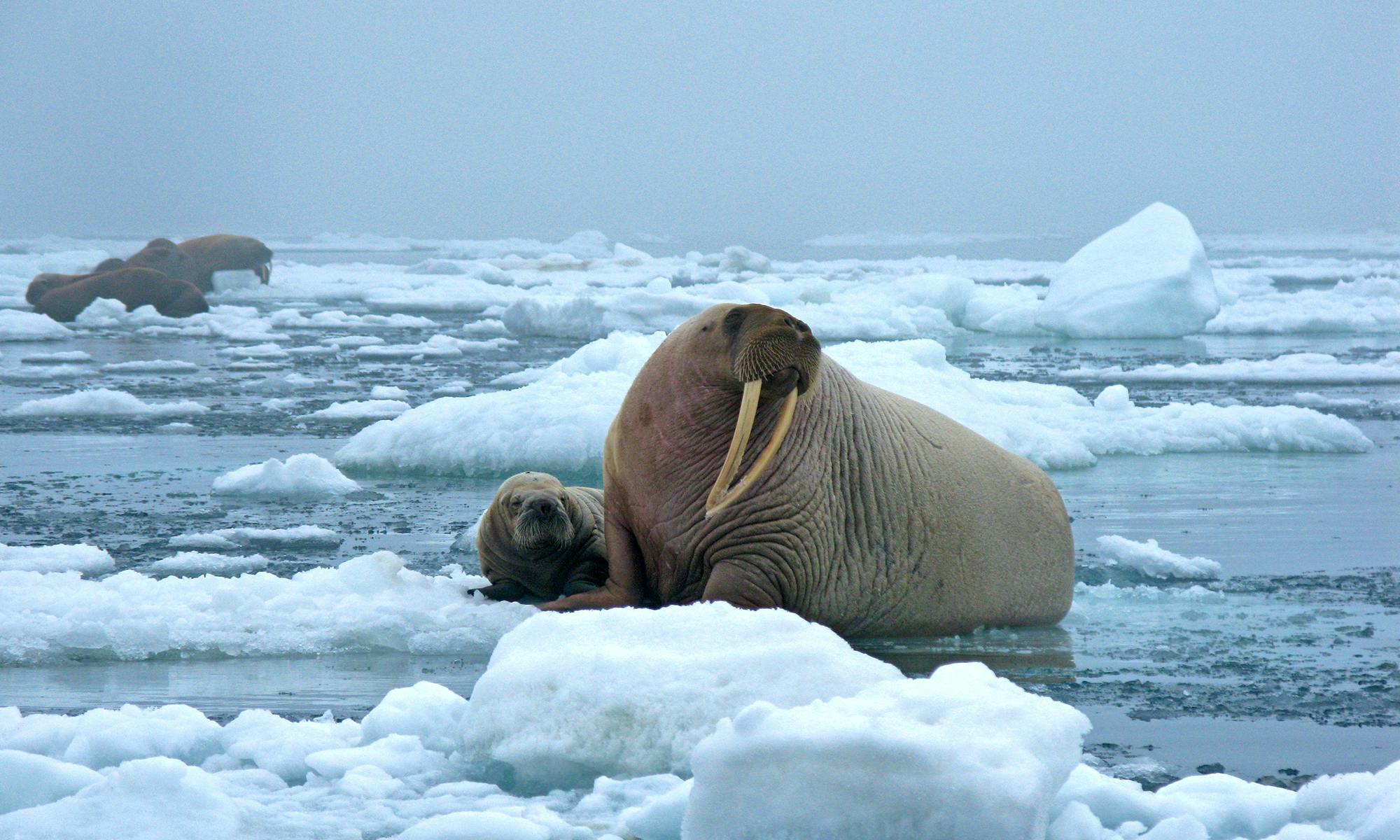 Walrus resting on ice