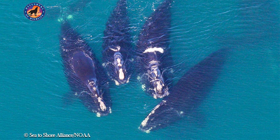 right whales