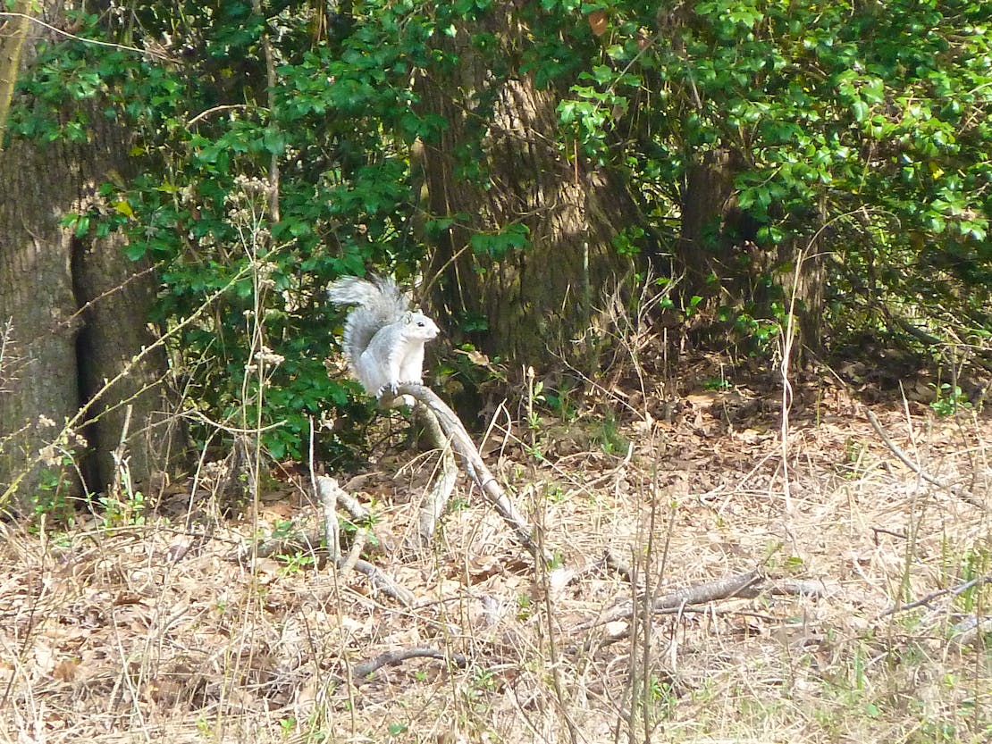 Delmarva Peninsula fox squirrel 