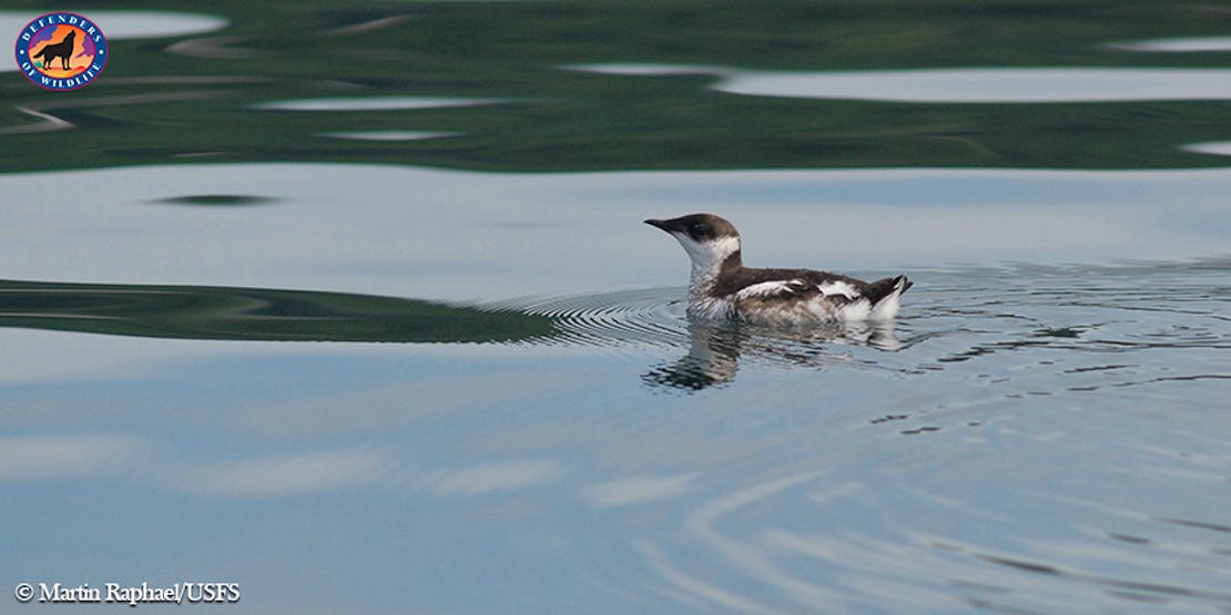 Marbled murrelet