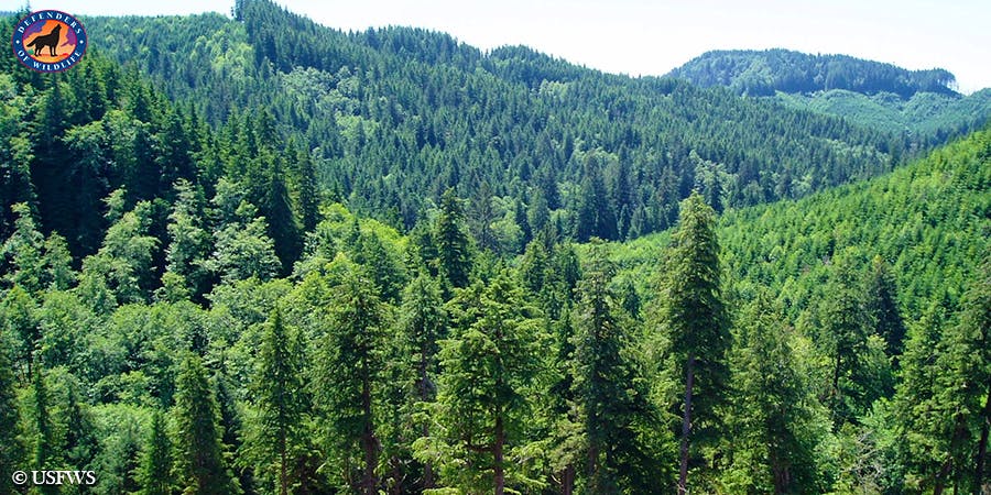 Reed Creek Murrelet Habitat