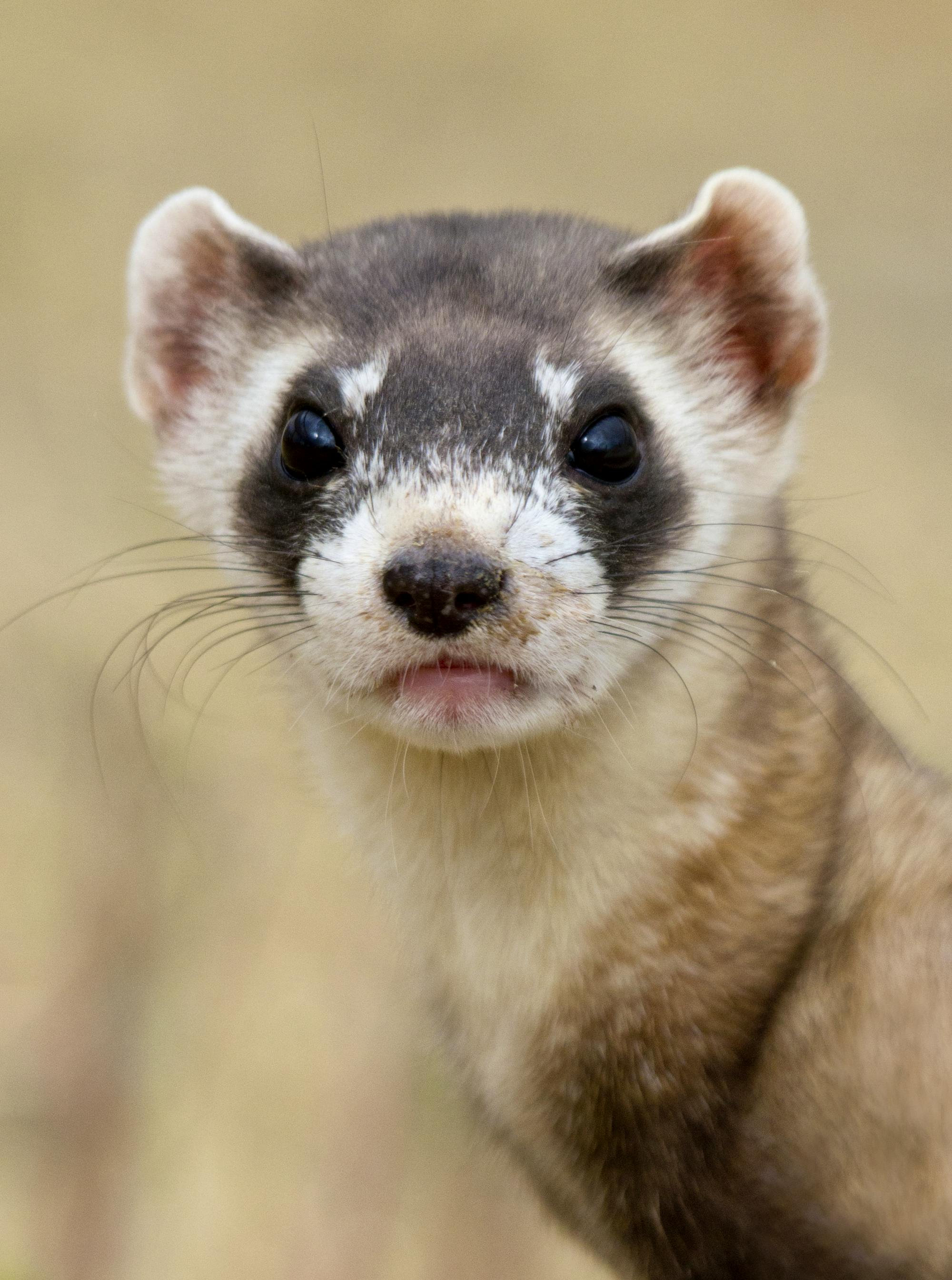 Black-Footed Ferret