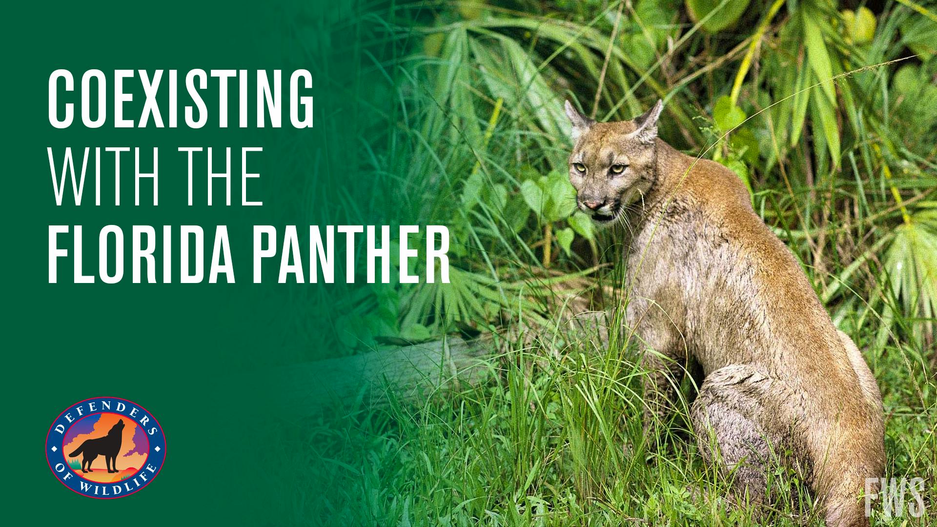 Coexisting with the Florida Panther Video Thumbnail
