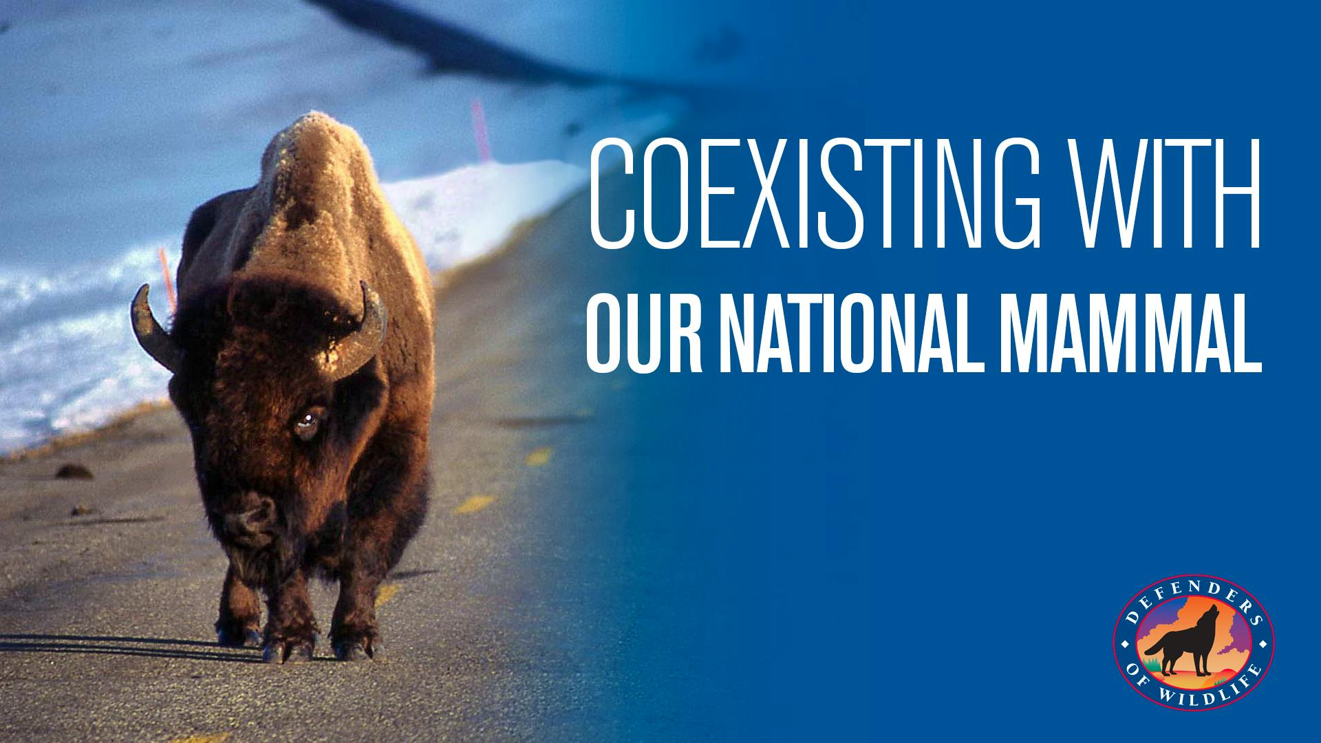 Coexisting with our national mammal thumbnail
