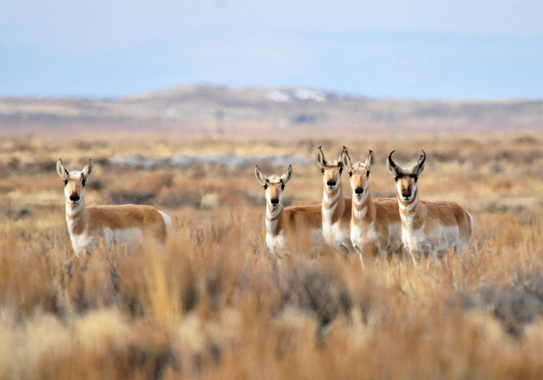 Pronghorn on Seedskadee NWR