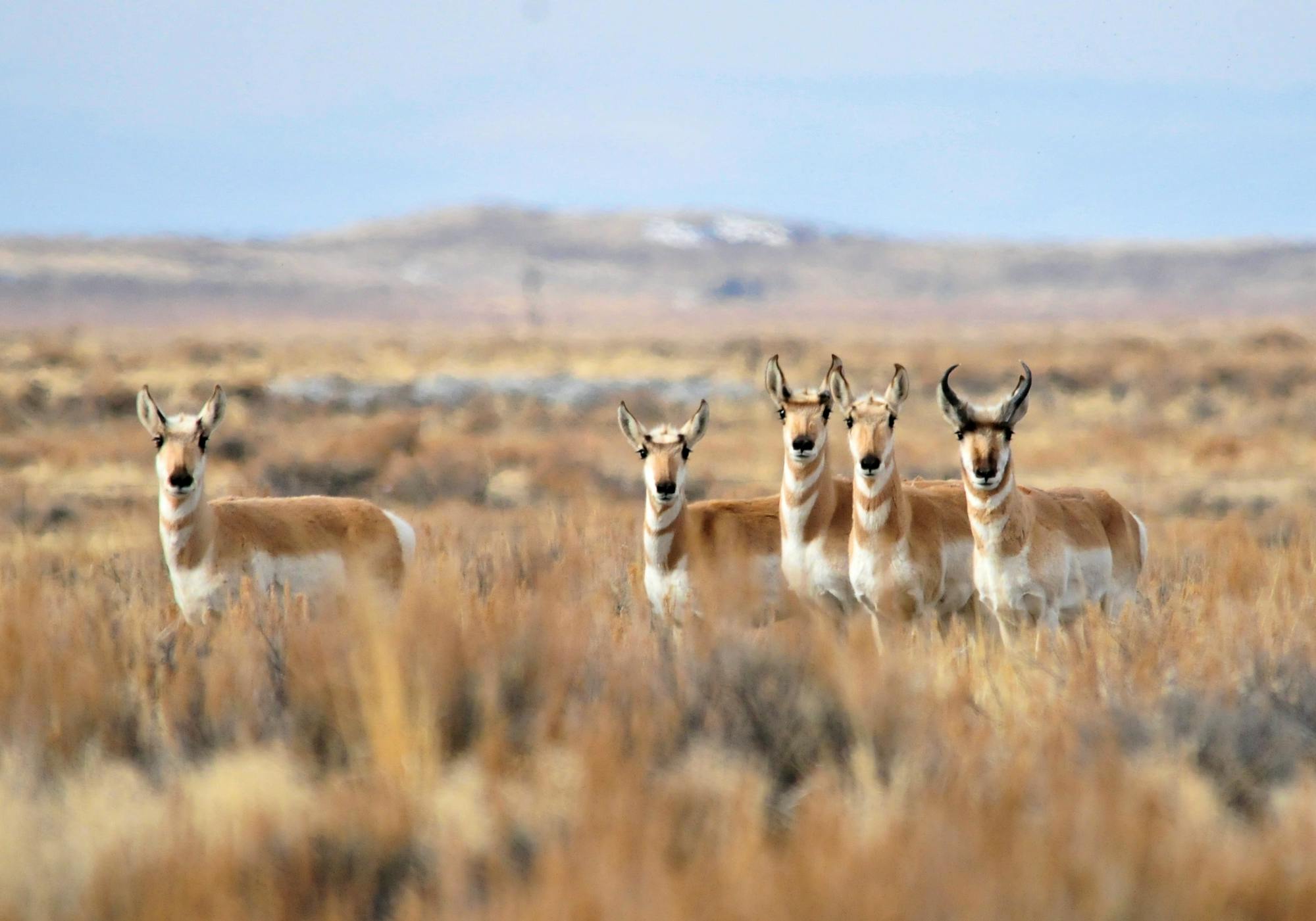 Pronghorn on Seedskadee NWR 