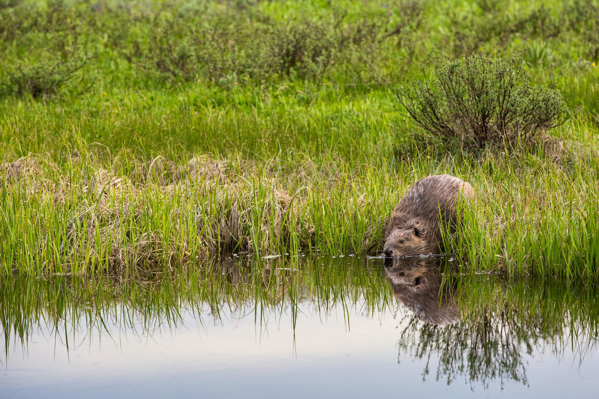 Beaver near Swan Lake 