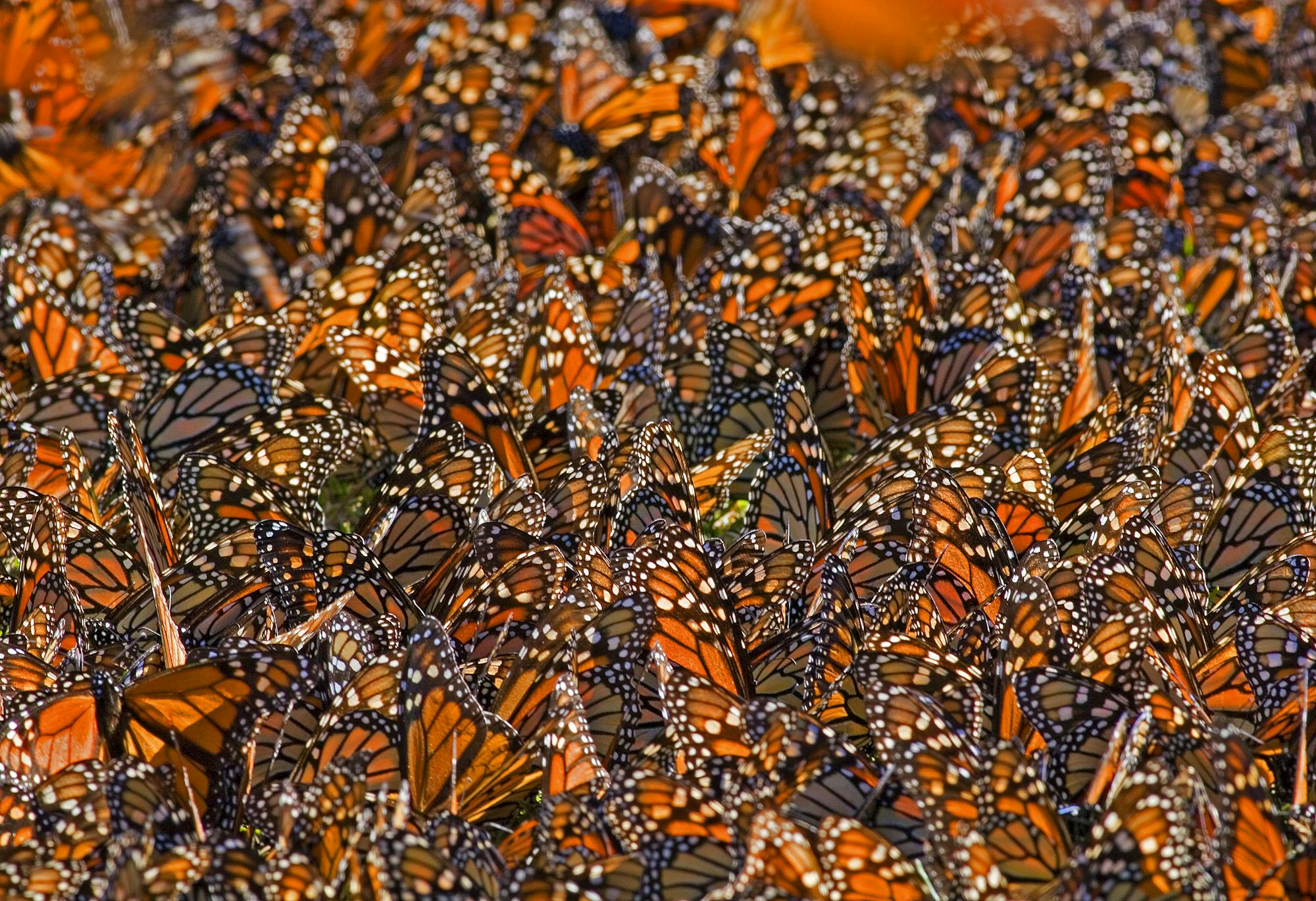 Monarch Butterflies