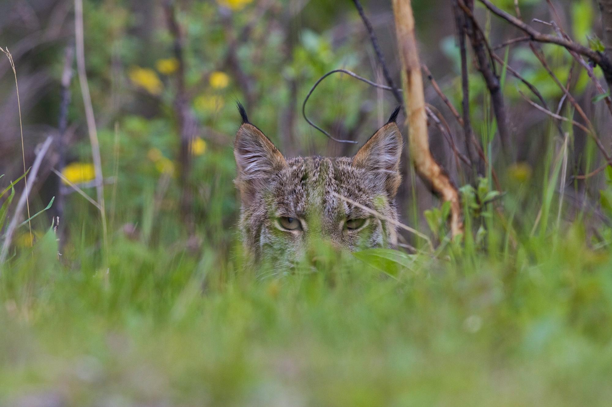 Canada lynx