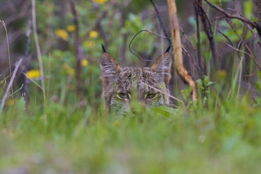 Canada lynx