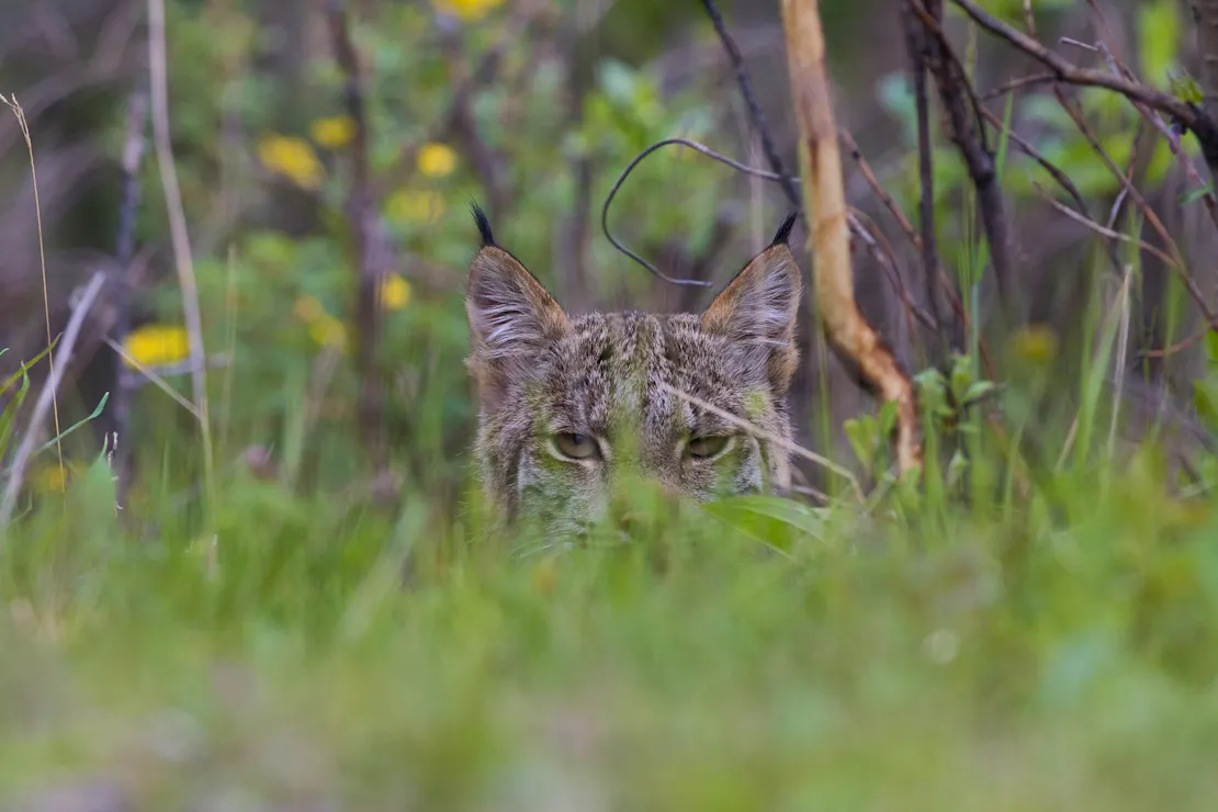 Uncovering the Elusive Canada Lynx in Montana | Defenders of Wildlife