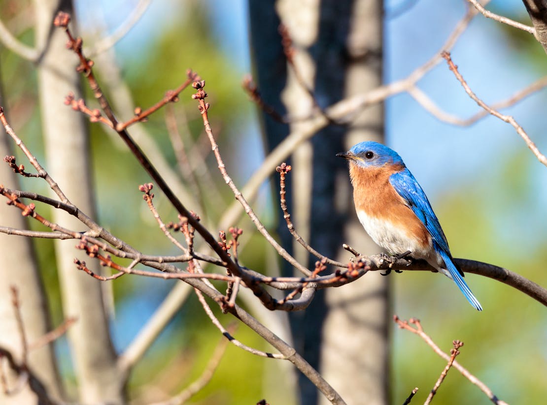 Eastern Bluebird 