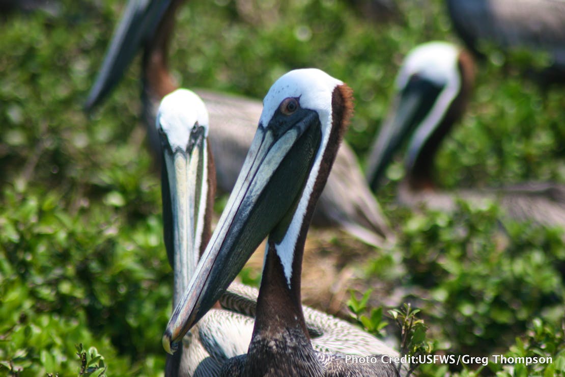 Nesting brown pelicans on Breton Island NWR