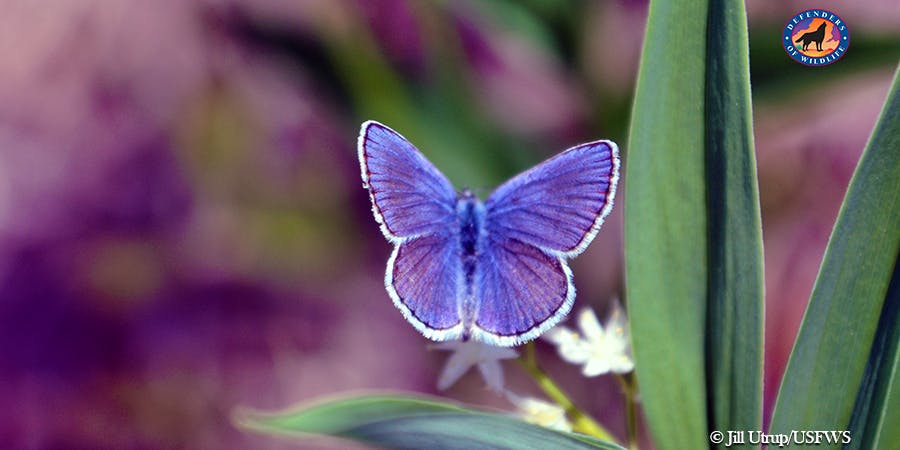 Karner blue butterfly