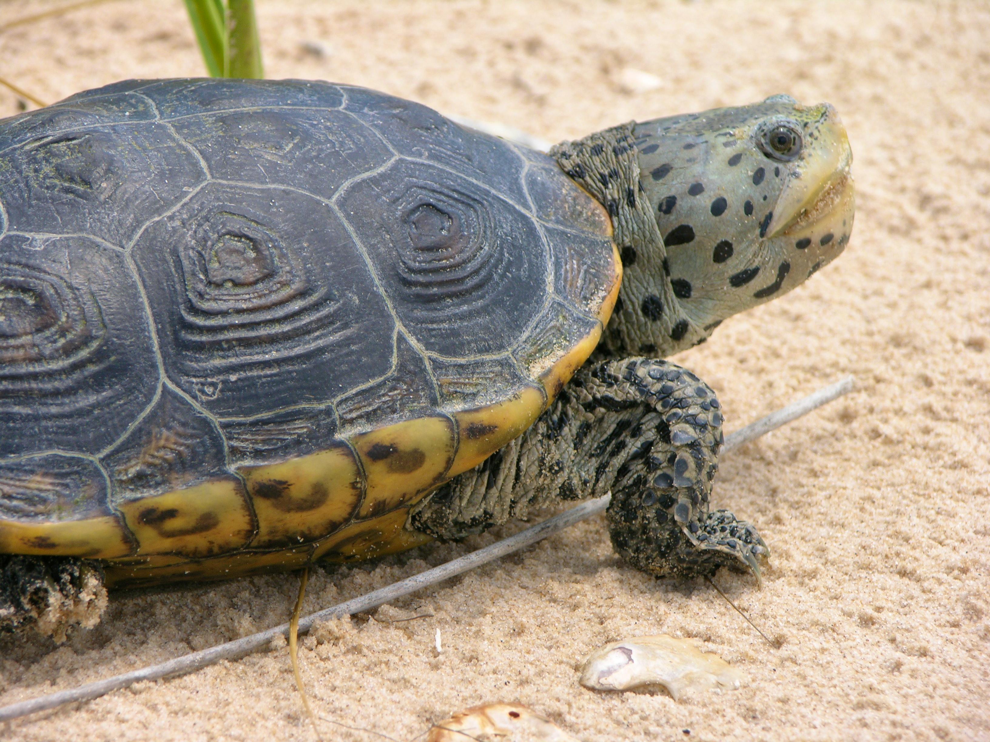 Diamondback terrapin 