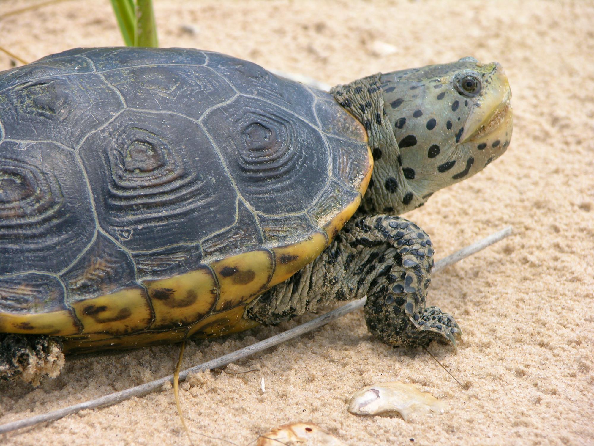 Diamondback terrapin 