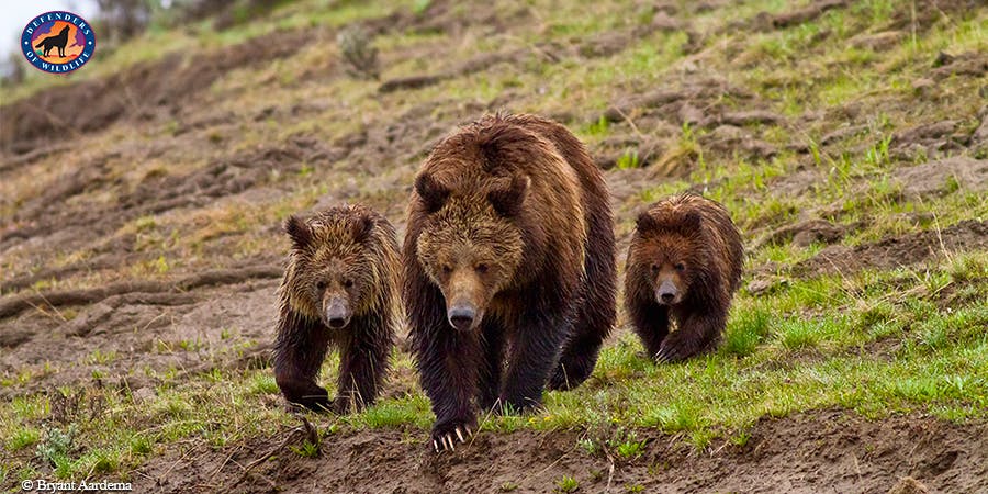 Grizzly with cubs