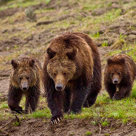 Grizzly with cubs