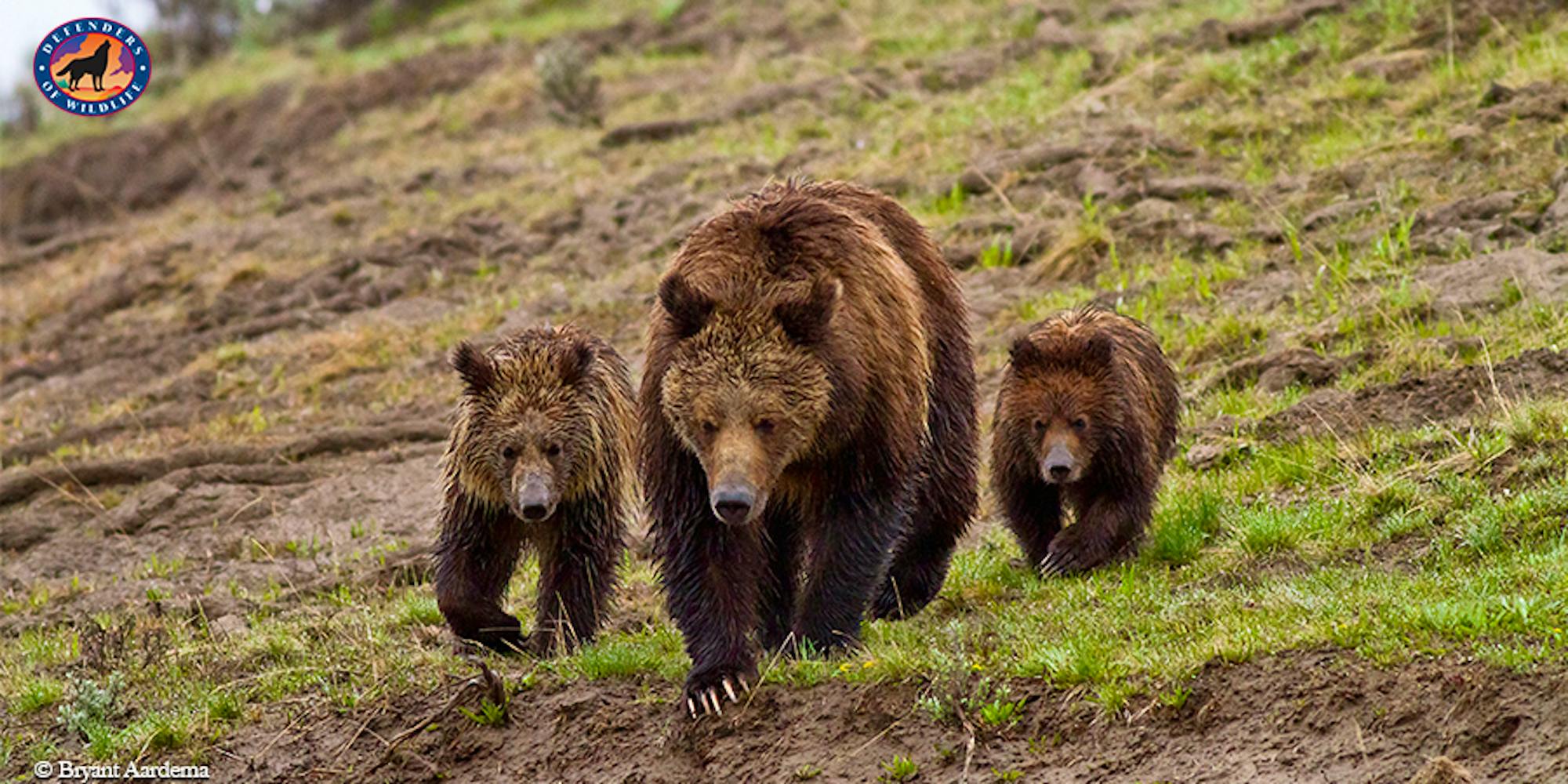 Grizzly with cubs