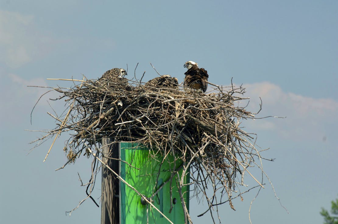 Osprey nest Chesapeake Bay in Maryland