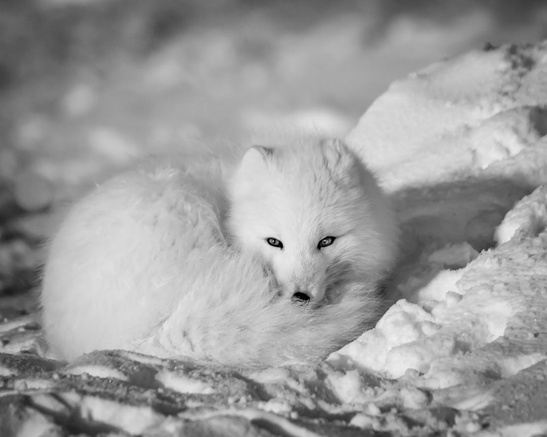 Arctic fox