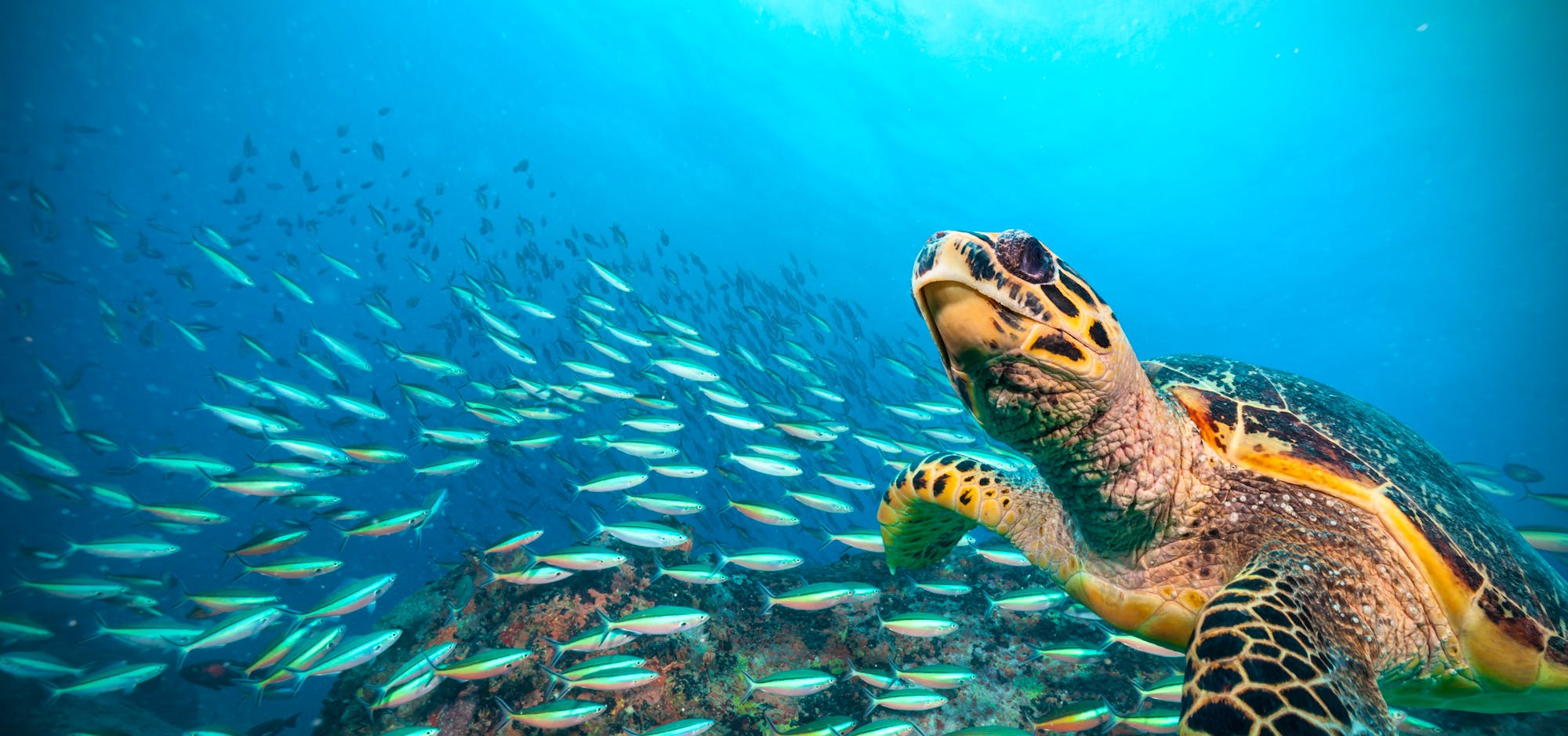 Hawksbill sea turtle