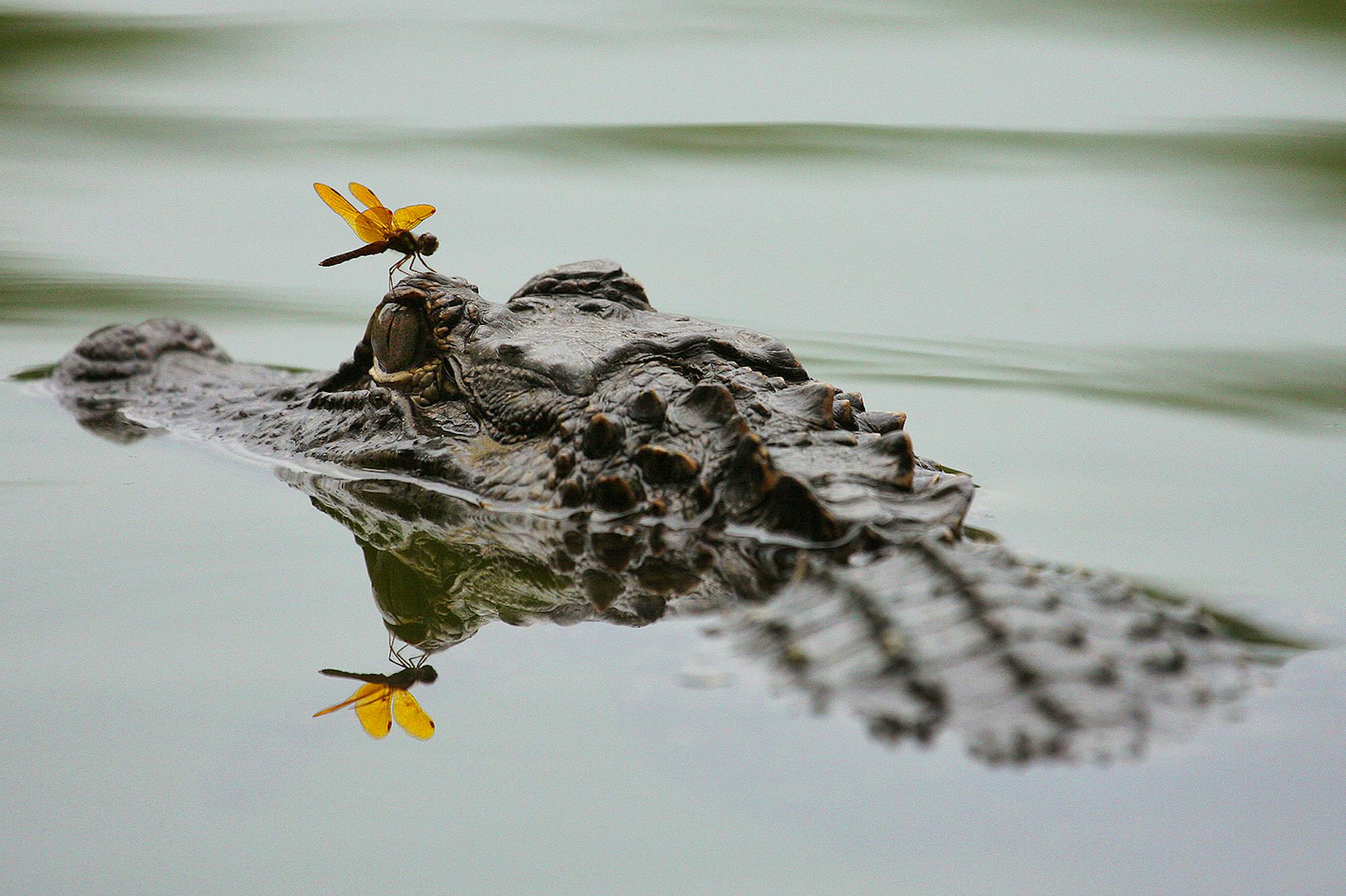 Alligator and Dragonfly 