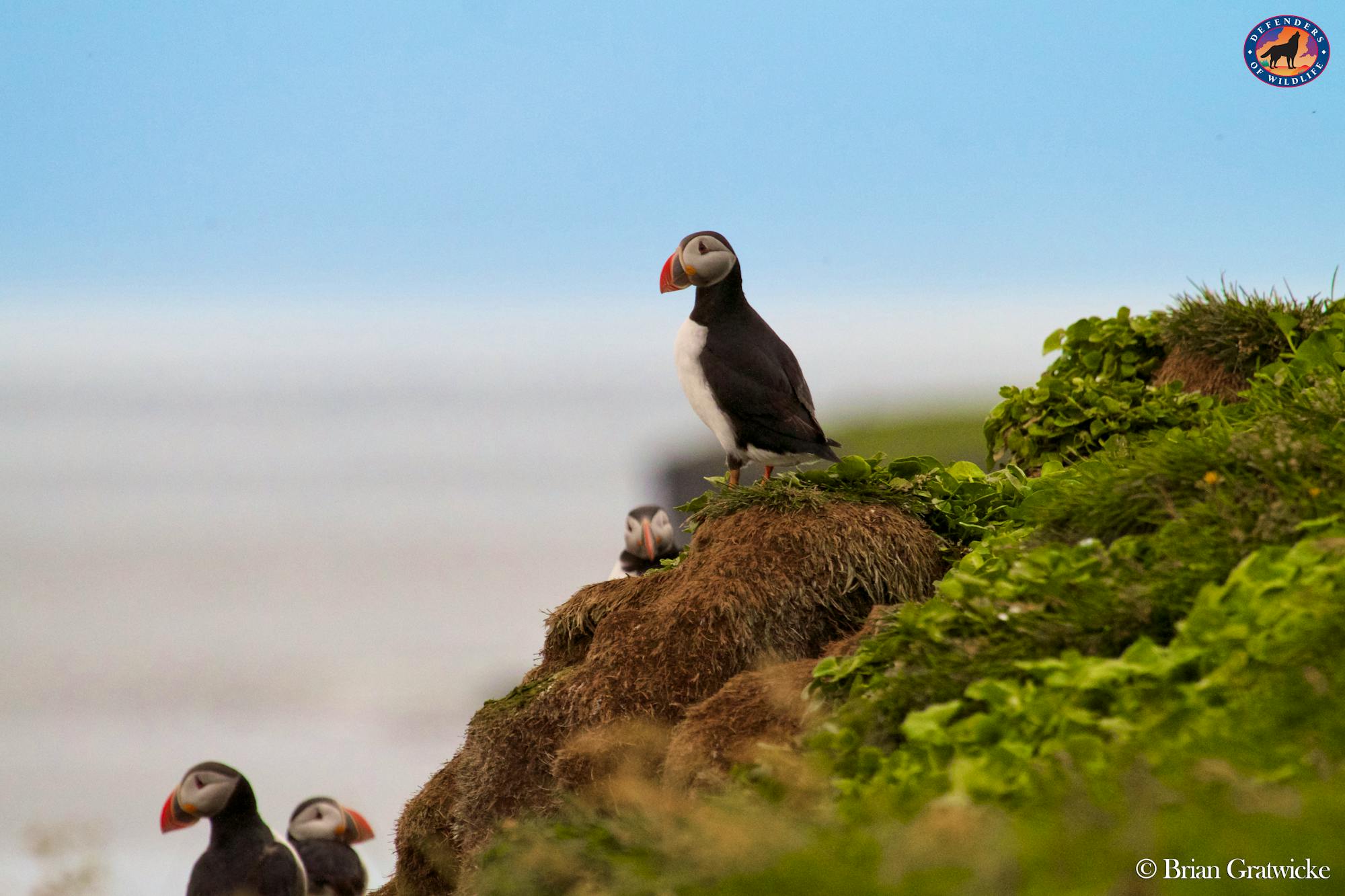 Atlantic puffins in Iceland