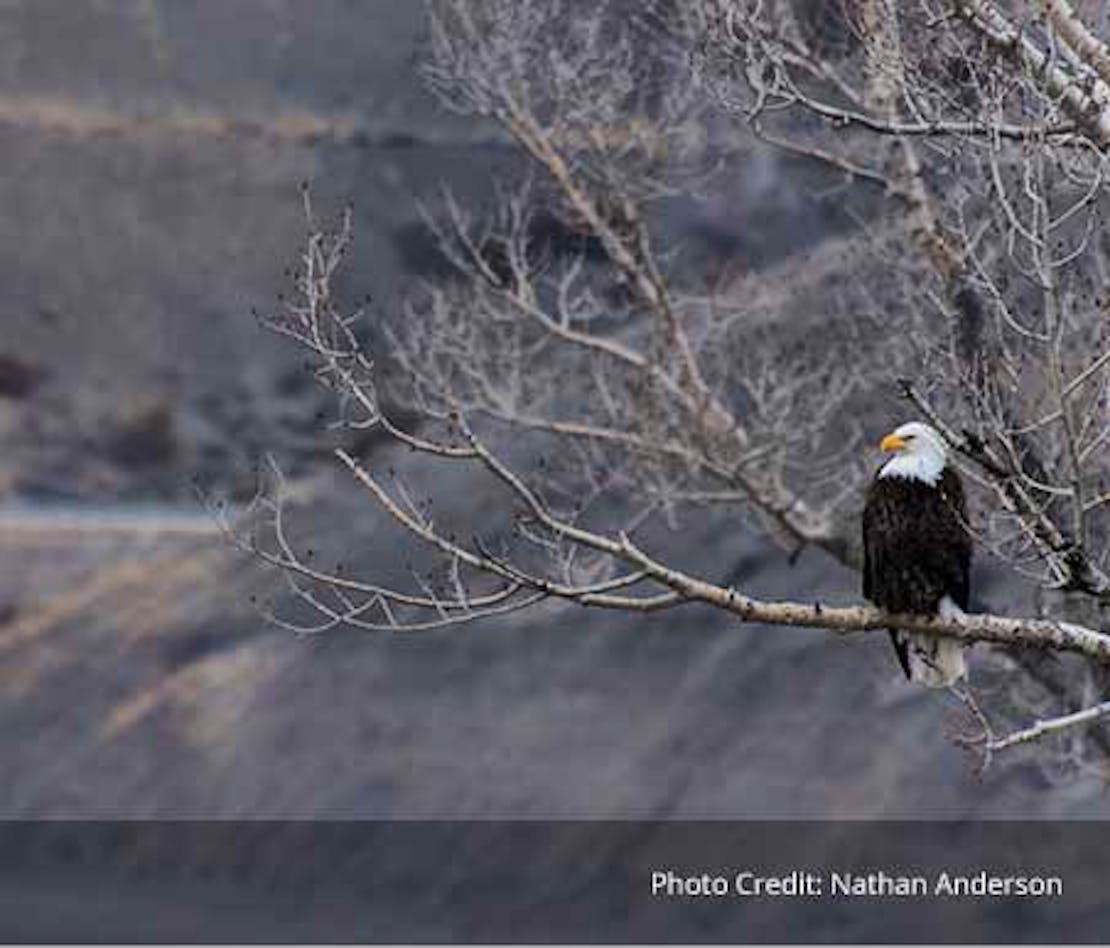 Bald Eagle