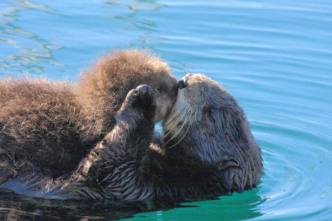 Sea otter mom and pup