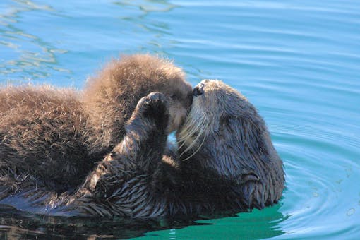 Sea otter mom and pup