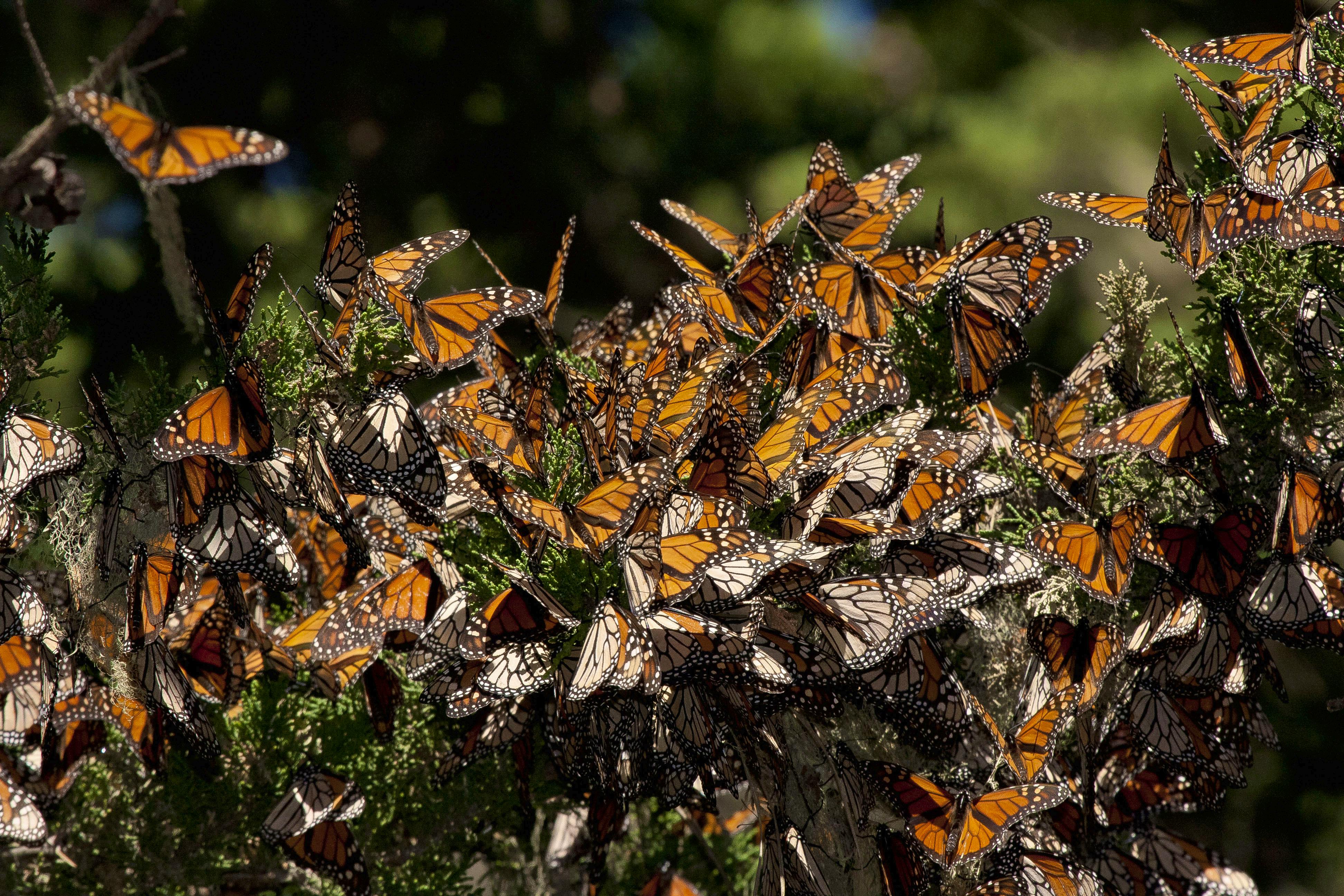 Monarch Butterflies