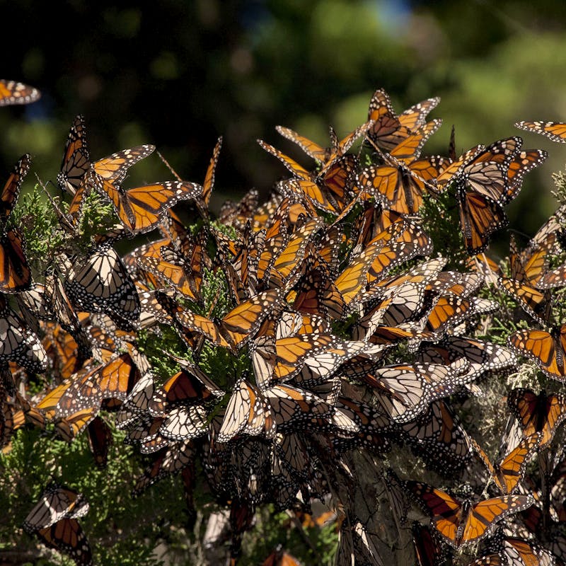 Monarch Butterflies