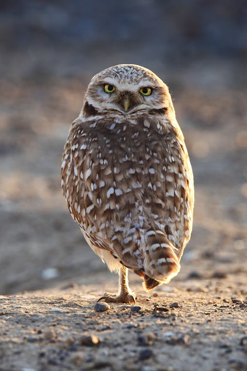 Burrowing owl