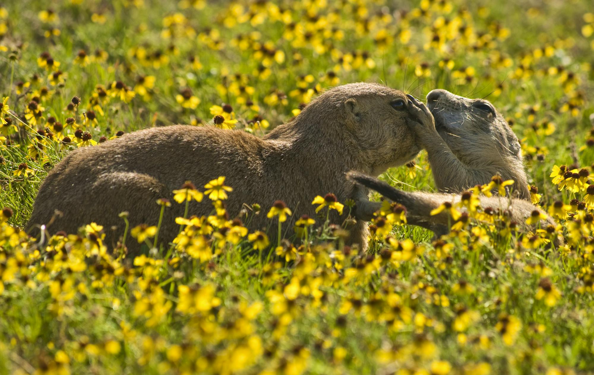 Prairie dogs