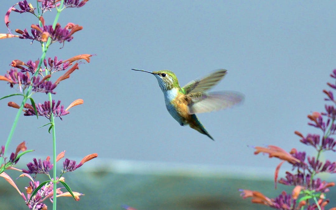 Female Broad-tailed Hummingbird on Agastache Rupestris