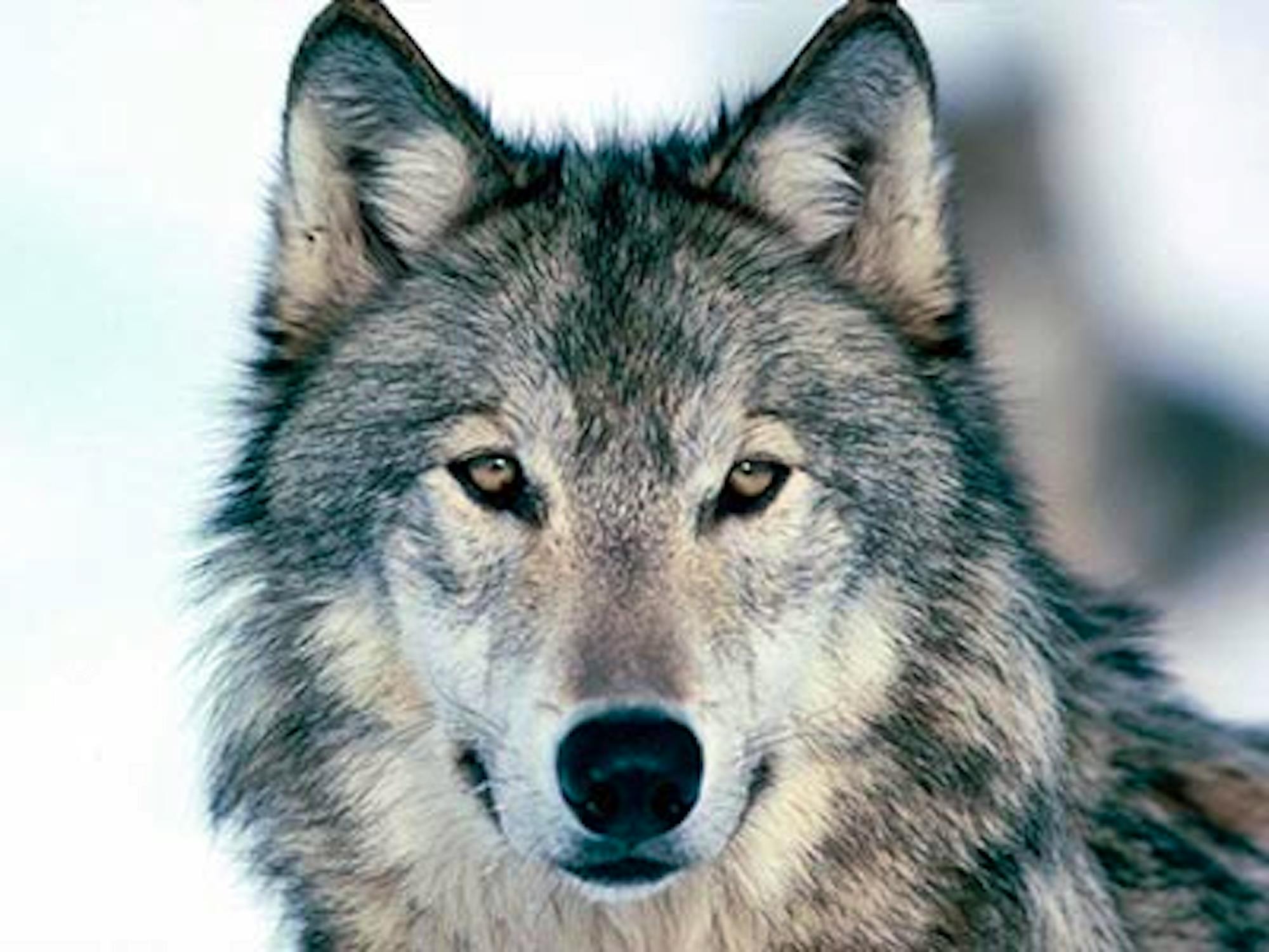 Gray Wolf