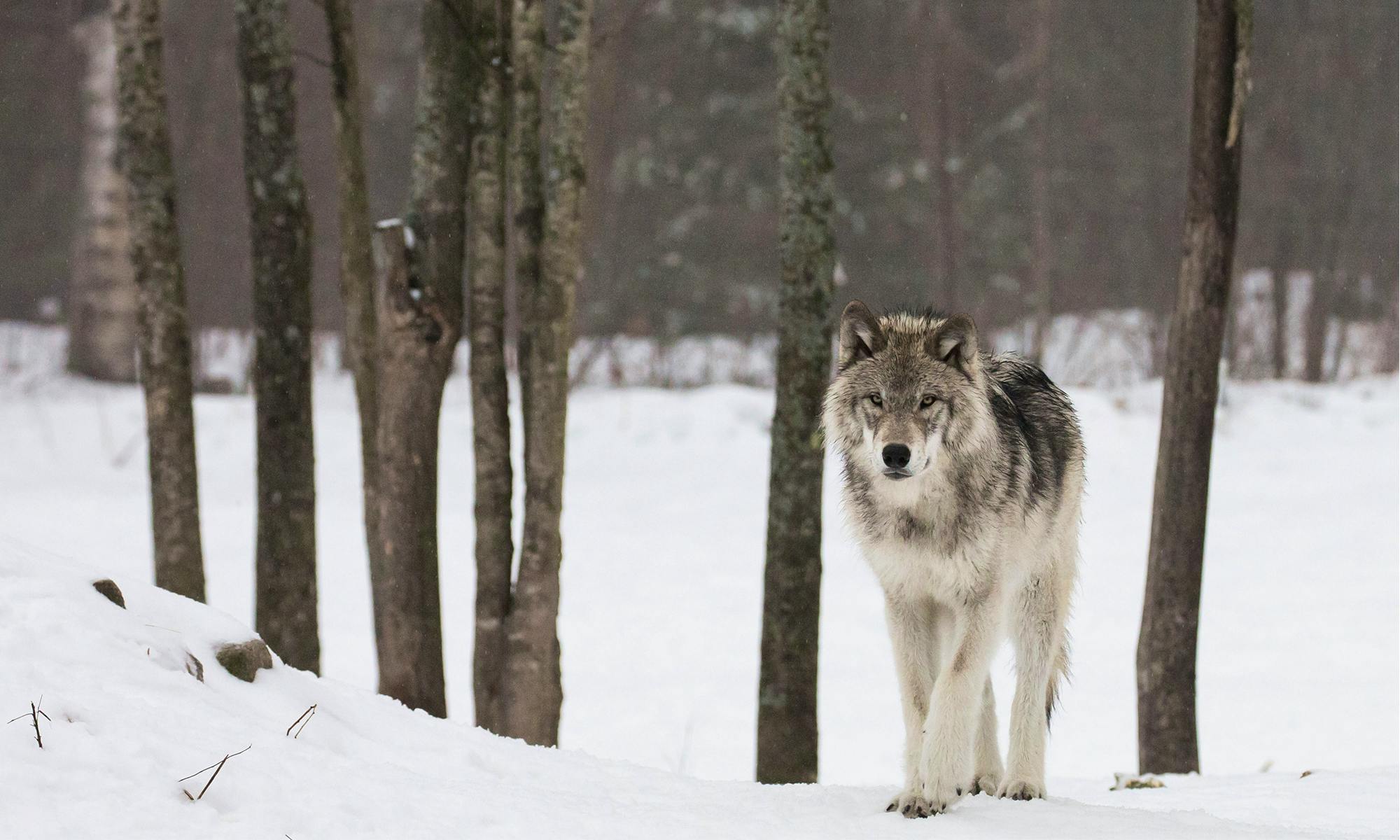 Gray wolf