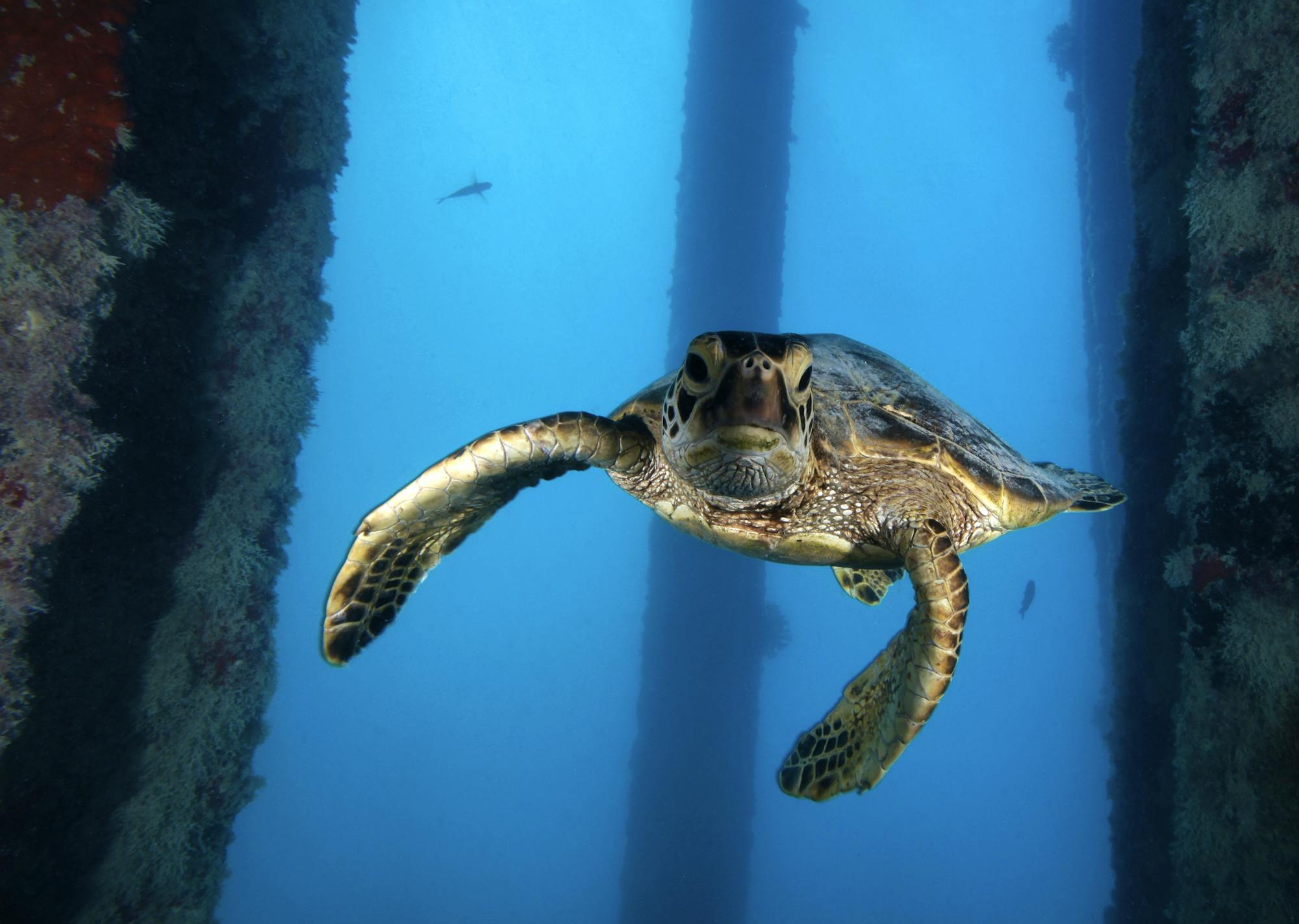 Green Sea Turtle