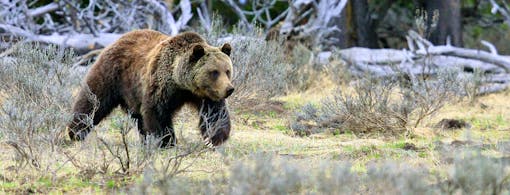 Grizzly bear in Yellowstone