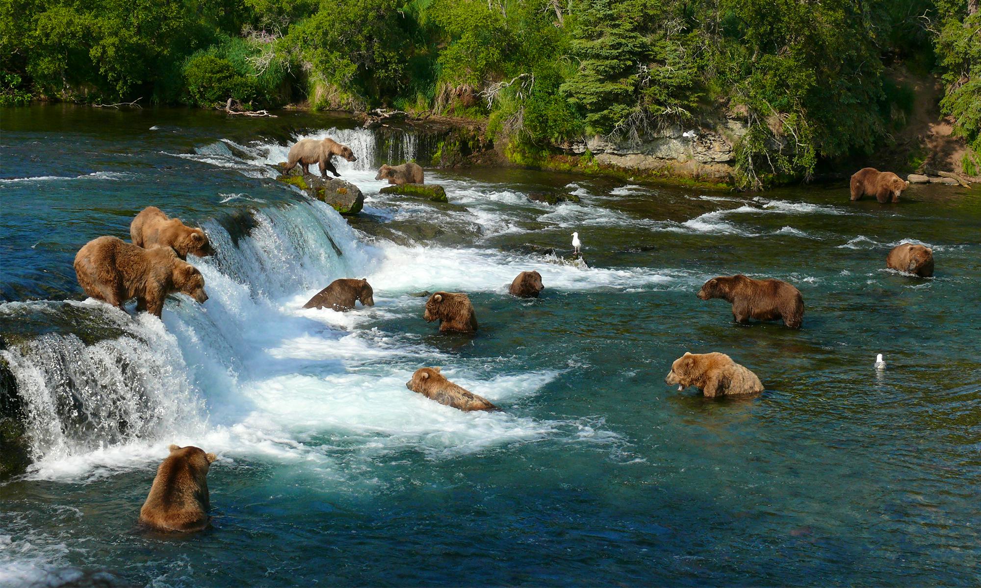 Grizzly bears fishing for salmon katmai national park in alaska