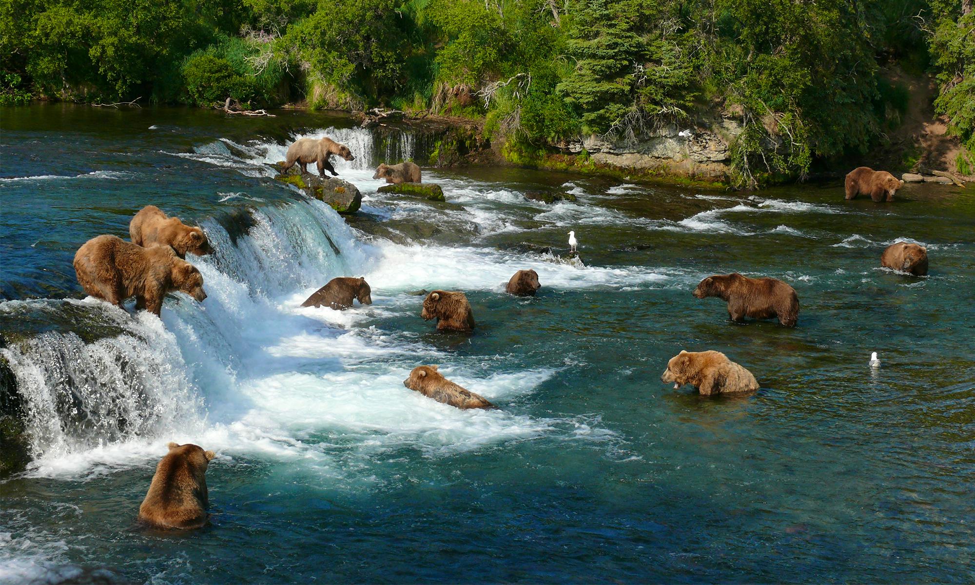 Grizzly bears fishing for salmon katmai national park in alaska 