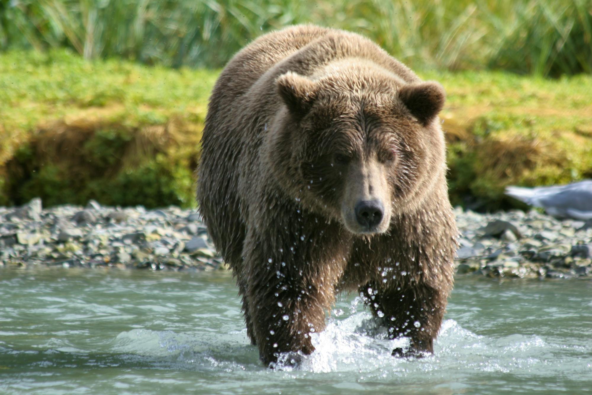 Grizzly bear